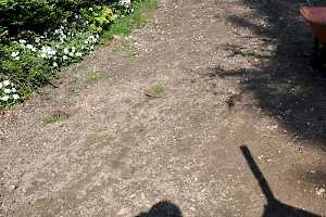The driveway is levelled and prepared for resurfacing