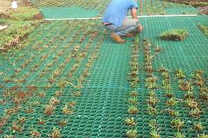 Native grasses are planted within the geocells to propagate growth.